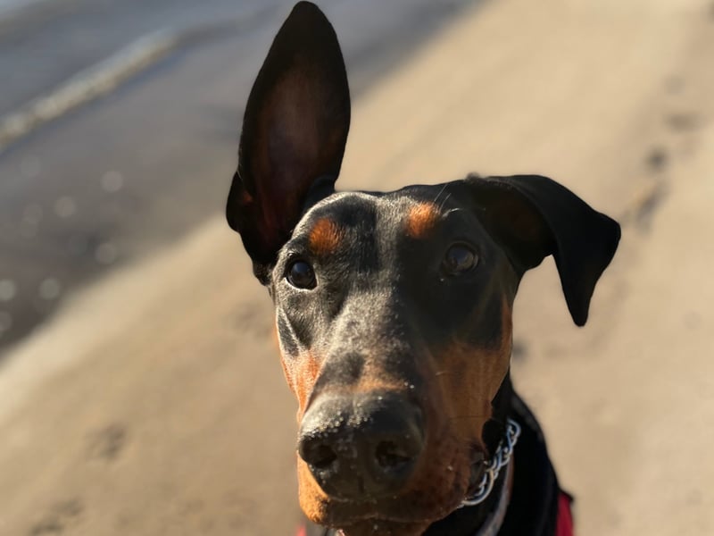 Dobermanns are usually fiercely loyal to their owners but that can also result in signs of aggression to strangers. Early socialisation is a must with this muscular breed.
