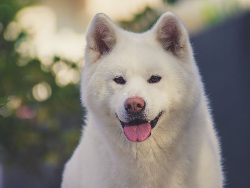 The Akita is essentially Japan's equivalent of the German Shepherd - commonly used as police and guard dogs. Again, it's important to make sure its natural aggression is put to good use.