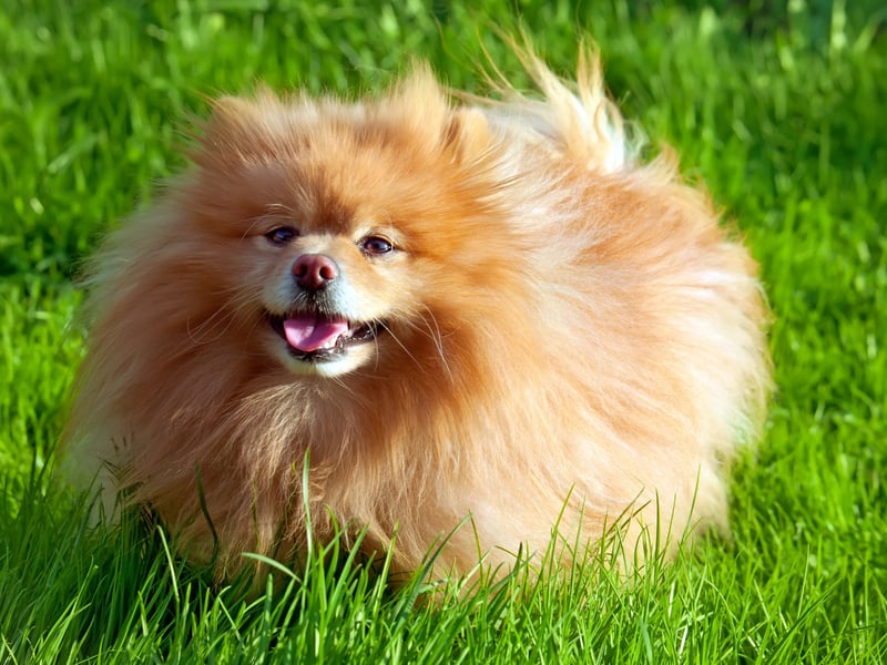 The may look like fluffy balls of fun, but the German Spitz has a reputation of being highly suspicious of strangers - both human and canine. They can be highly reactive, lashing out when nervous. 