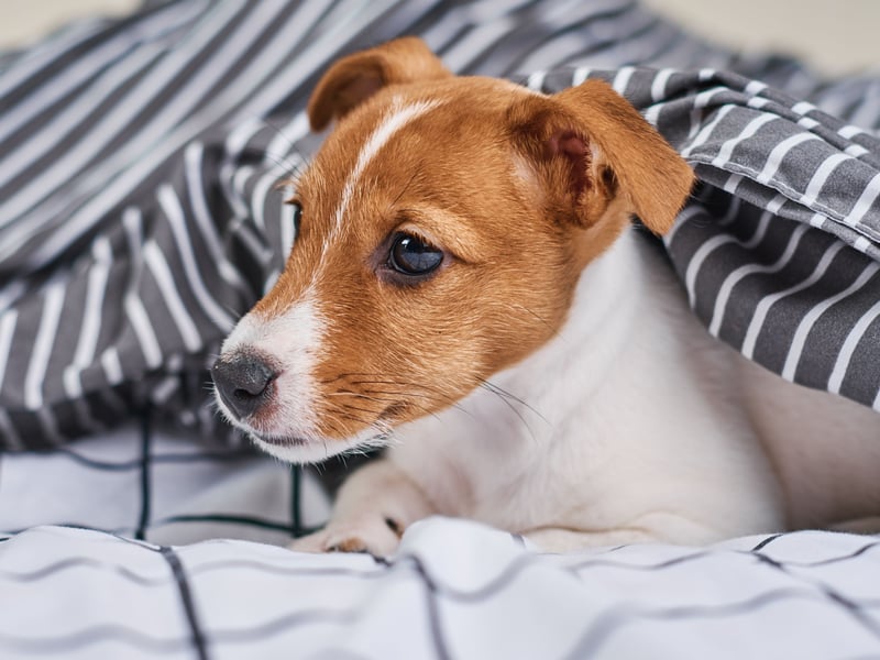 Energetic, bold and tenacious - the Jack Russell Terrier can become hyperactive without firm training and exhibit aggressive behaviour such as nipping, snapping and chasing.