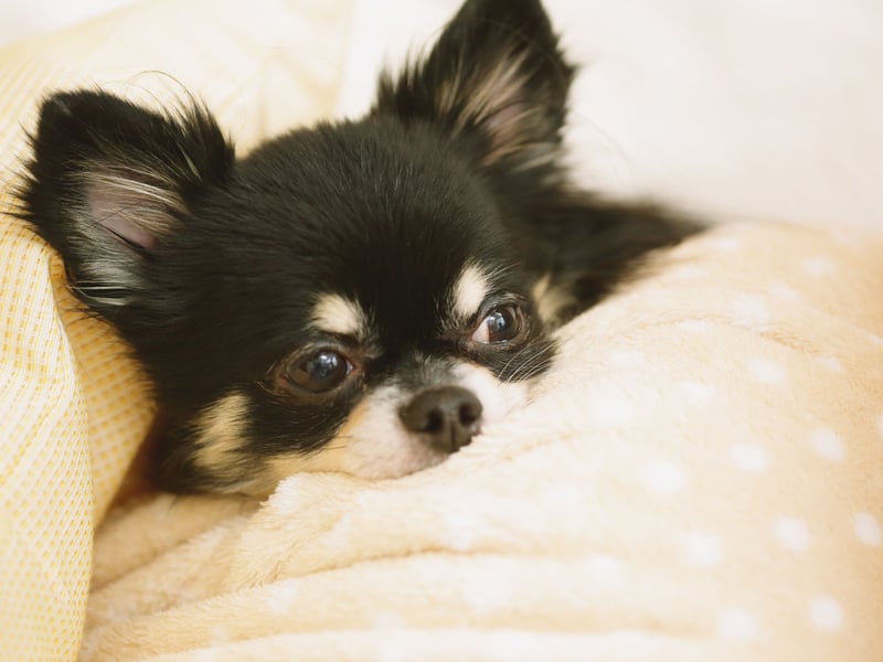 A classic example of small dog syndrome, the Chihuahua has a tiny body but a big attitude. Regular unpredictable bouts of aggression are not uncommon, meaning they are not a good choice for families with small children.