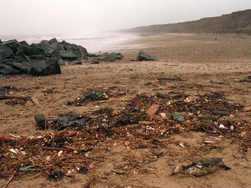 A seabird lies dead among patches of oil washed ashore at Hornsea as the RSPCA launched an appeal to pay for the clean-up operation in January 1996.