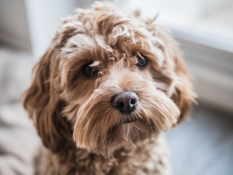 Second spot goes to the Cockapoo, with 110,000 monthly page views. It's another breed not recognised by the UK Kennel Club, being one of the so-called 'designer dogs' created by crossing a Cocker Spaniel with a Poodle.