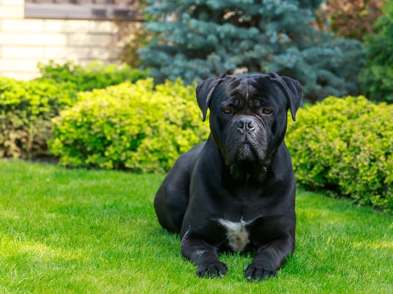 The Cane Corso isn't even recognised as a breed by the UK Kennel Club - due to its unclear lineage and lack of distinctive characteristics. Despite this it is the most searched for dog on the internet - with 192,000 searches a month. In contrast the UK's most popular dog, the Labrador Retriever, only makes 17th spot.