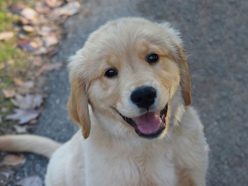 The most searched for dog recognised by the UK Kennel Club is the Golden Retriever with 101,000 monthly searches. There were 10,201 registered with the Kennel Club last year. They were originally bred by Sir Dudley Marjoribanks at his Scottish estate 'Guisachan' in the late nineteenth century.
