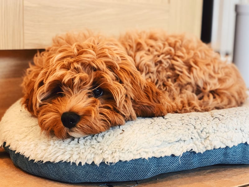 Another 'designer dog' takes fourth spot, with the Cavapoo attracting 95,000 monthly views. It's a cross between a Poodle and a Cavalier King Charles Spaniel.