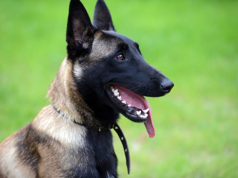 There are around 78,000 searches for the Belgian Malinois each month. Historically it was used as a herding dog and in modern-day Belgium it carries out many of the roles German Shephards do in the UK - used by the Belgian police and armed services.