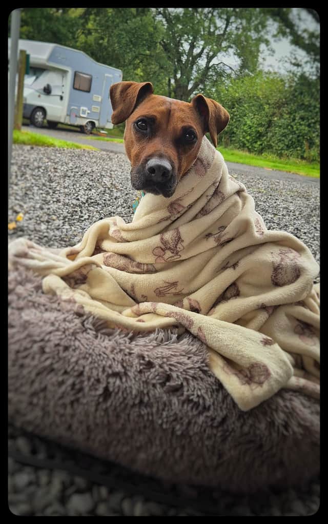 Unwanted dog finds forever home after four-and-a-half years
