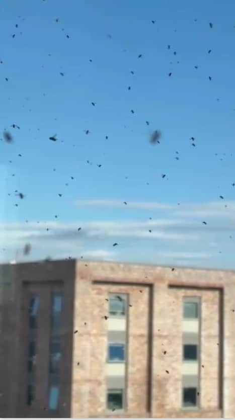 The top floors of the Robertshaw building, one of Sheffield iconic Netherthorpe flat blocks, are infested with cluster flies that swarm for weeks twice a year.