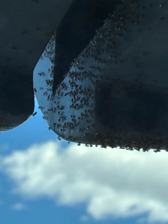 The cluster flies swarm around the building after migrating to Sheffield from the Peak District, before nesting in the gaps in the cladding during colder weather and laying their eggs, which then hatch in spring. The result is bi-annual swarms for residents.