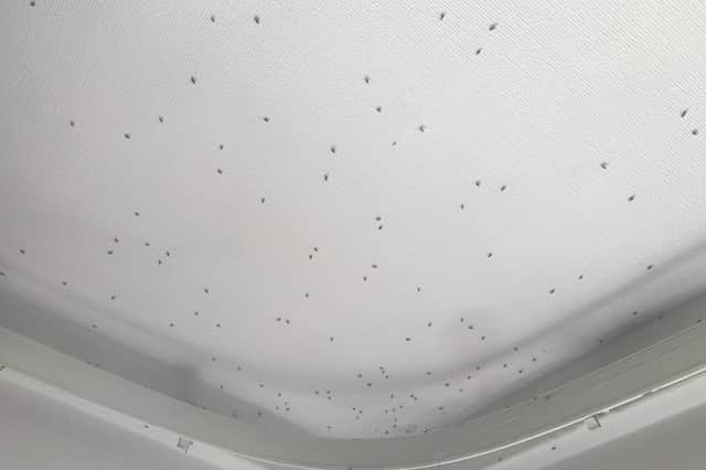 Peter says he and other residents are unable to open their windows or else the flies cover their walls and ceiling.