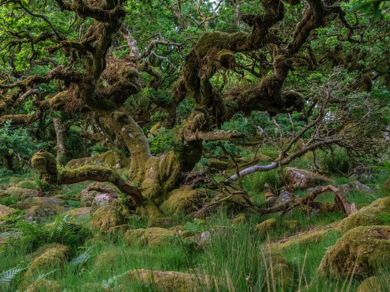 Wistman's Wood claims the top spot with one in four reviews mentioning spooky experiences. The eerie atmosphere of this twisted oak woodland is enhanced by local legends of ghostly hounds and ancient druids that are said to haunt the woods. One visitor described the experience as “haunted and eerie.” 👻 9.61/10