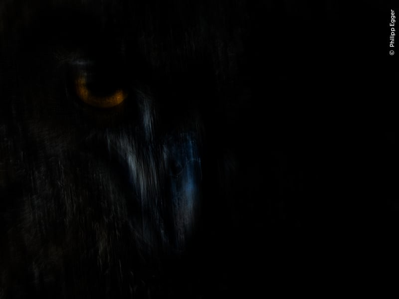 Philipp Egger’s (Italy) patience is rewarded with the orange glint of an eagle owl’s eyes and the evening light falling on its feathers. Philipp first saw this nest while climbing and spent four years observing it from a distance. He planned this image meticulously, right down to the slight camera wobble to blur the few elements present, using a telephoto lens.