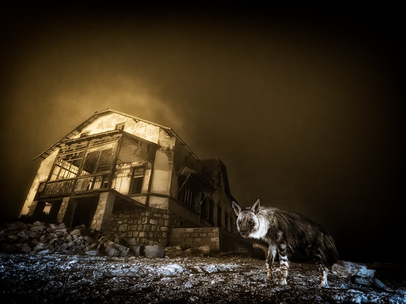 With sea fog rolling in from the Atlantic Ocean, Wim chose this spot for his camera trap after noticing hyena tracks nearby. ‘It took me 10 years to finally get this one single image of a brown hyena, in the most perfect frame imaginable.’ The rarest hyena species in the world, brown hyenas are nocturnal and mostly solitary. They are known to pass through Kolmanskop on their way to hunt Cape fur seal pups or scavenge for carrion washed ashore along the Namib Desert coast.
