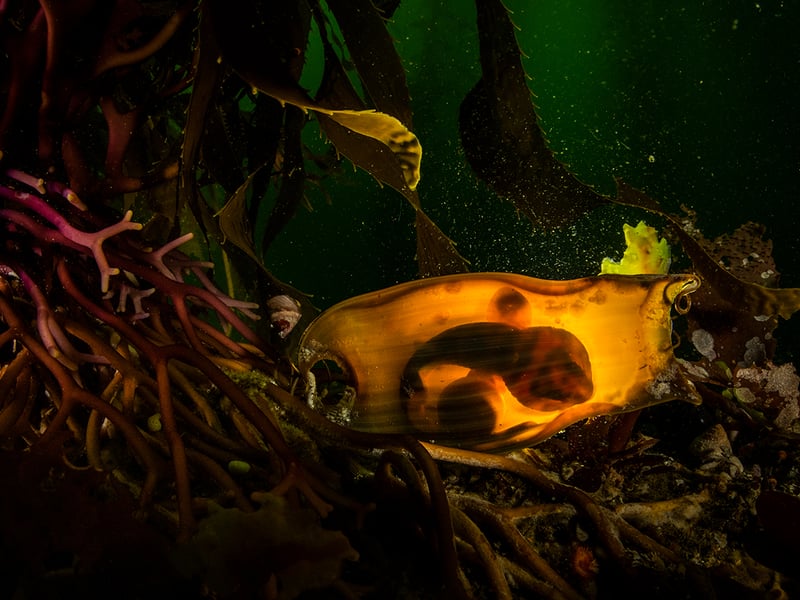 Ralph Pace (USA) beautifully illuminates the egg case of a swell shark, tethered to the base of a giant kelp. Faced with strong currents pushing him from side to side, Ralph struggled to keep steady to photograph this egg case, or ‘mermaid’s purse’. He lit the case from behind to reveal the swell shark embryo within, its gill slits and yolk sac clearly visible among the dark kelp forest.
