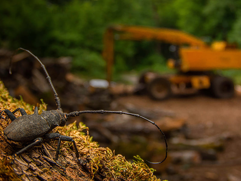 Andrea noticed this longhorn beetle while walking in the Lepini Mountains of central Italy, in an area once logged for old beech trees. Using a wide-angle lens and off-camera flash, he framed the beetle against abandoned machinery. Andrea’s photograph tells a poignant story of habitat loss. As longhorn beetles tunnel into dead wood, fungi make their way inside, helping to break it down and recycle nutrients. If the beetles’ habitat is disturbed or destroyed, the effects ripple across the entire ecosystem