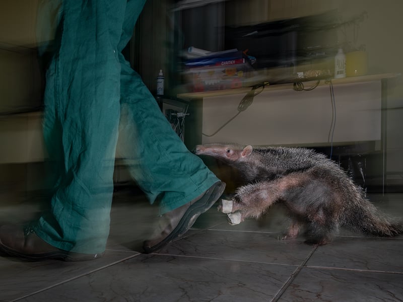 Fernando wanted to highlight the consequences of road collisions, a leading cause of the decline in giant anteater numbers in Brazil. This pup’s mother was killed by a vehicle, and the hope is that it will be released back into the wild after being encouraged to develop crucial survival skills by its caregiver. Alongside rehabilitation centres, the Anteaters and Highways project of the Wild Animal Conservation Institute is developing strategies to reduce anteater deaths on Brazil’s roads. These include erecting fences and building underground tunnels to allow the anteaters to cross safely.