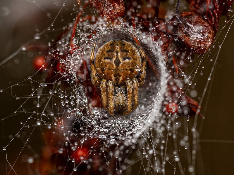 Jamie first noticed the dew-laden web before realising its maker was sitting in a nest. With the patience and steadiness needed to manually focus her camera, she kept the spider perfectly lit and symmetrically framed. This spider’s web is constructed from a scaffold of radial threads, overlaid with a spiral of sticky silk to hold ensnared insects. A strong signal thread transmits vibrations to the spider’s hiding place, triggering it to emerge and collect its prey.