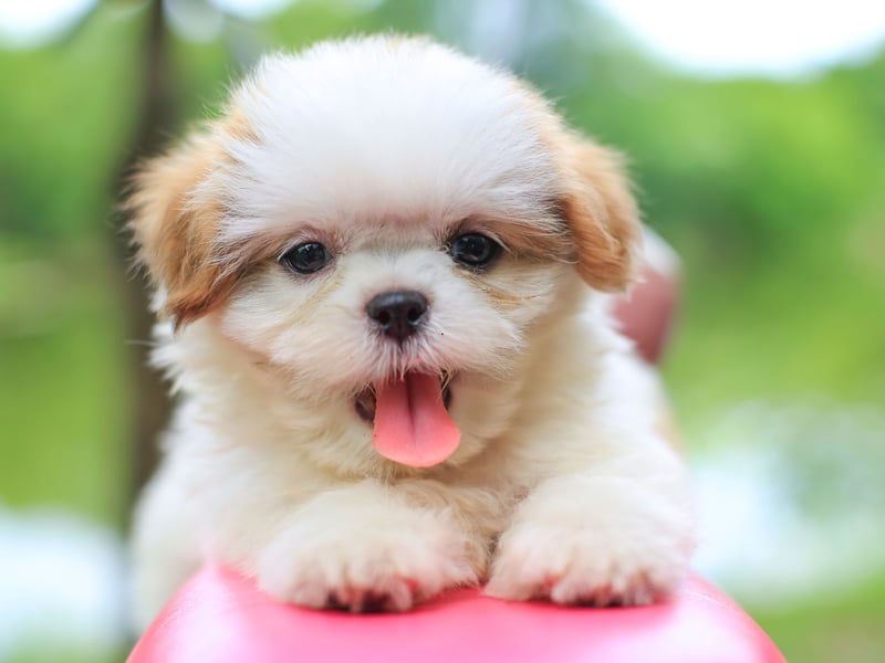 Lucy is the fourth most popular female puppy name of 2025. It's a Latin name that means 'light'.