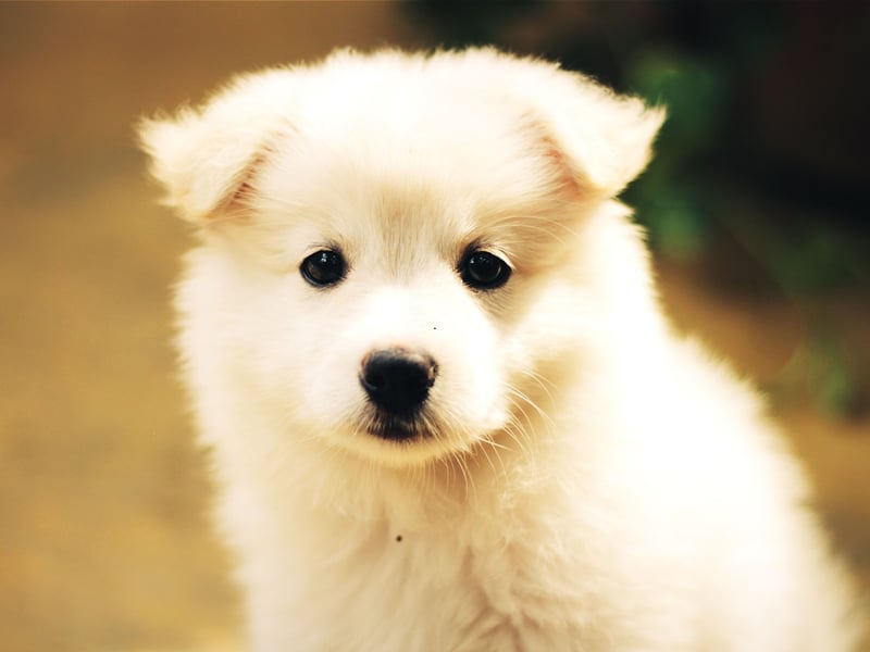 The runner up for most popular male puppy names is Charlie. A shortened form of the Germanic name Charles, it means 'free man' (or dog).
