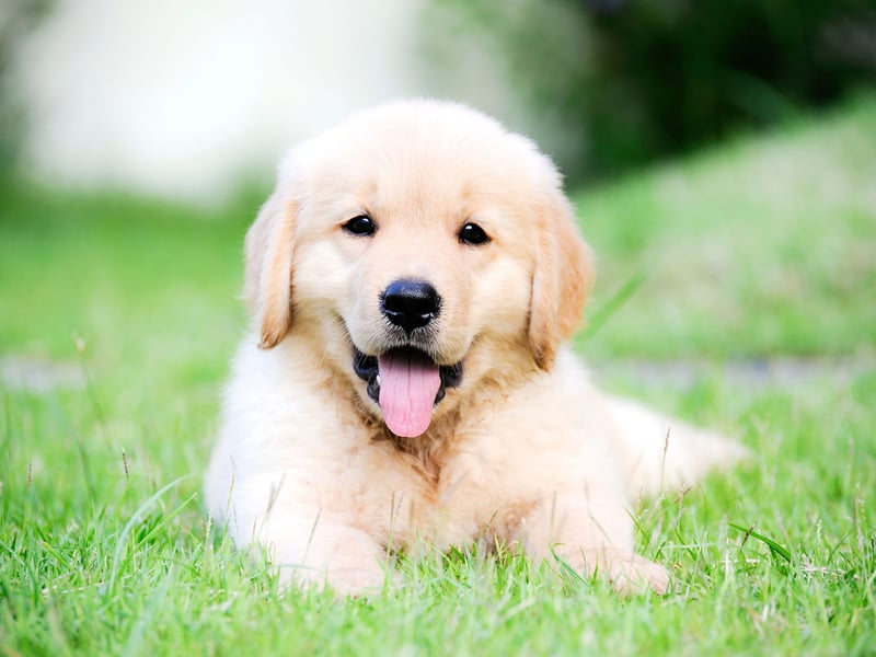 Second place goes to Bella - and Italian name that means 'beautiful'. All dogs are beautiful so no wonder it's popular.
