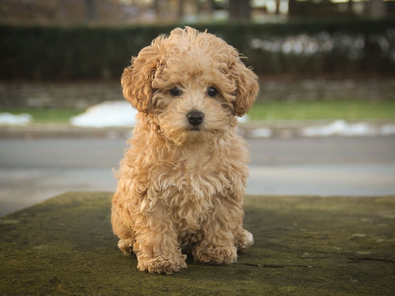 Luna has been the most popular female dog name for several years - and 2025 looks like being no different. It's a Latin name that simply means 'moon'.
