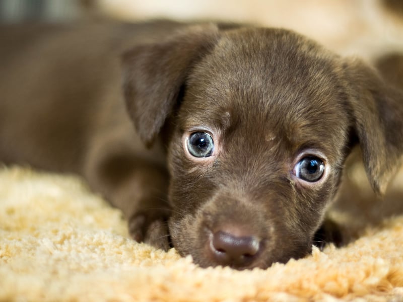 Milo takes fourth spot when it comes to popularity with new dog owners in 2025. It has a number of origins and meanings, including 'merciful', 'beloved' and 'dear'.