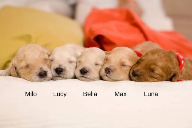 Some of the year's most popular dog names.