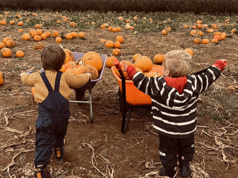Millets Farm Centre is a pumpkin-picking powerhouse with 100,000 pumpkins to choose from. The patch features loads of Halloween-themed props and photo opportunities, and visitors can even enjoy pumpkin carving, marshmallow toasting, and hot chocolate. Booking in advance is essential as tickets sell out quickly, and the farm even offers special 'dark pumpkin picking' events in the evenings. 🎃 7.72/10