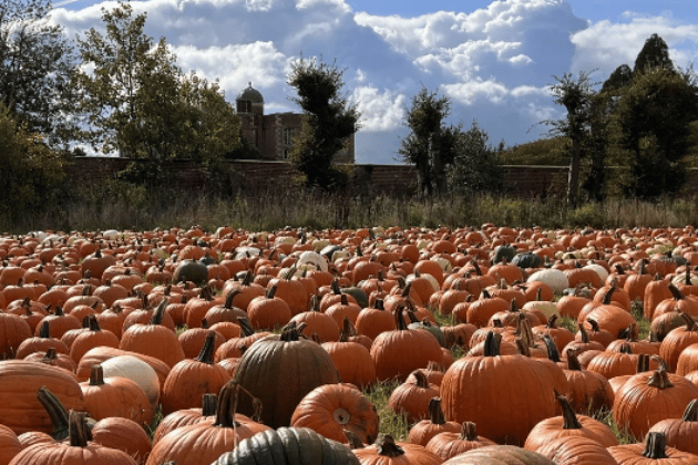 The top-ranked pumpkin patch in the UK, Doddington Hall, is a must-visit. With free entry and no booking required, you can choose from over 30 varieties of pumpkins, squashes, and gourds. The experience is enhanced by a spooky walk through the Kitchen Garden to the pumpkin patch, and they even hide "golden-bottomed" pumpkins that can win you a prize. 🎃 9.49/10
