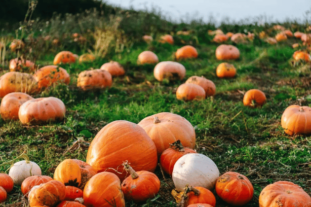 Known for their Christmas trees, Gower Fresh has become a popular spot for pumpkin picking. With almost 30 different varieties to choose from, you can find everything from a traditional orange pumpkin to a unique ultra-white one. The farm offers a free entry policy as long as you purchase a pumpkin, and is well-known for its fantastic photo opportunities and fun atmosphere. 🎃 7.06/10