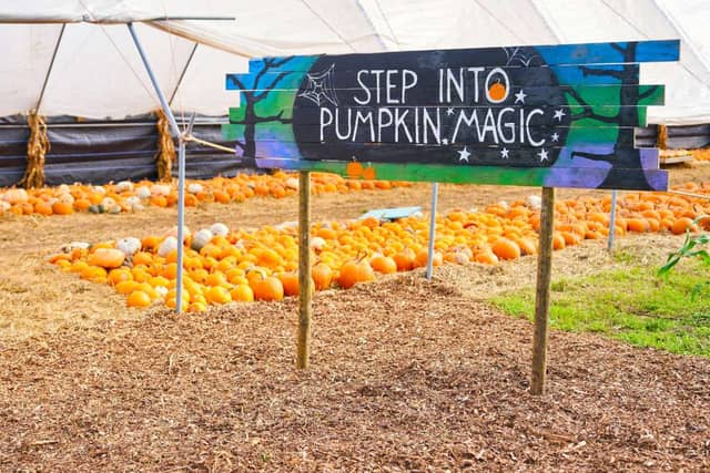 A well-established and award-winning destination, Garson's Farm in Surrey offers a full pumpkin-picking experience. You can explore the pumpkin patches, tunnels, and unique displays, choosing from a variety of pumpkins grown on the farm. Garson's operates with pre-booked 'Pumpkin Passes,' which grant you access to the farm, with pumpkins then sold separately at the exit tills. 🎃 6.03/10