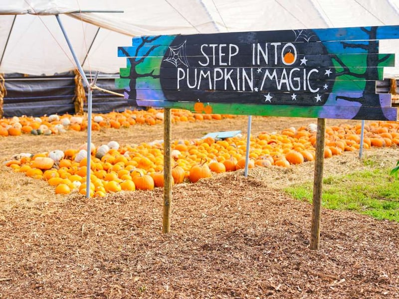 A well-established and award-winning destination, Garson's Farm in Surrey offers a full pumpkin-picking experience. You can explore the pumpkin patches, tunnels, and unique displays, choosing from a variety of pumpkins grown on the farm. Garson's operates with pre-booked 'Pumpkin Passes,' which grant you access to the farm, with pumpkins then sold separately at the exit tills. 🎃 6.03/10