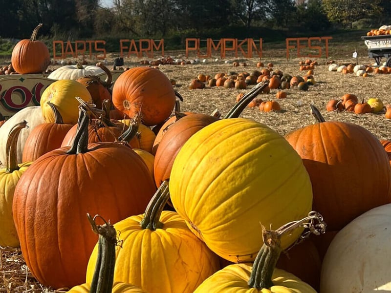 Darts Farm is a thriving agricultural hub that hosts an annual Pumpkin Festival. They pioneer the concept of pick-your-own produce, and their pumpkin patch offers a wide variety of pumpkins, from the popular Harvest Moon to the colossal Atlantic Giant. No prior booking is necessary, and pumpkins are priced by size, allowing for a flexible and fun day out. 🎃 7.06/10