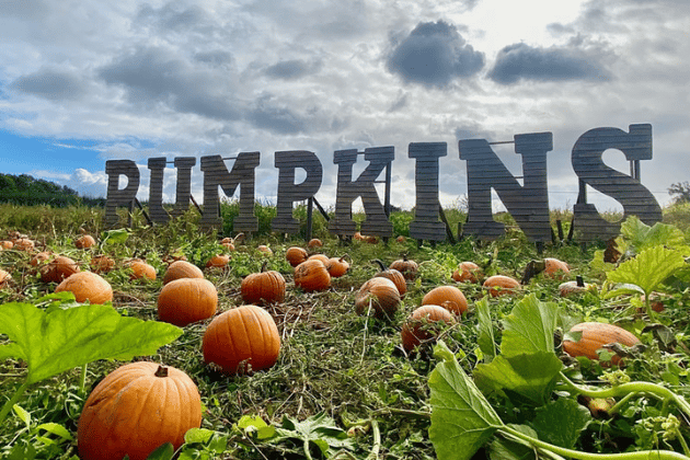 An award-winning family-run farm, Kenyon Hall Farm has become a hotspot for pumpkin picking in the Northwest. With more than 20,000 pumpkins and 70 different varieties, the farm offers a huge patch and fun interactive displays for photos. You can grab a wheelbarrow and find your perfect pumpkin, or simply browse the pre-picked pumpkins in the farm shop. 🎃 7.35/10