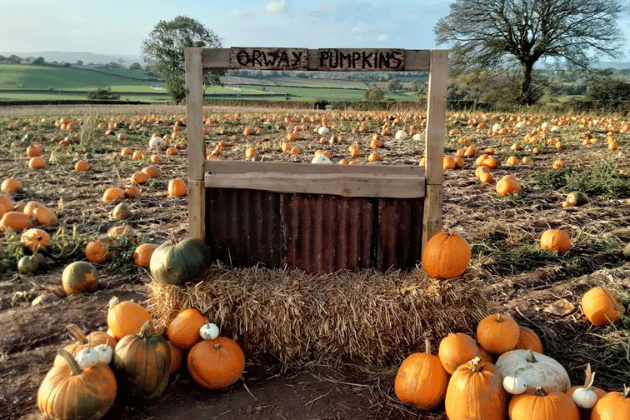 For an authentic and relaxed pumpkin-picking adventure, head to Orway Porch Farm. This family-run farm prides itself on a genuine experience with "no gimmicks, no extras"—just the joy of wandering through the field and finding your perfect pumpkin. They offer free entry, and no booking is required, making it a low-stress and affordable outing. The farm also features a maize maze for a full day of family fun. 🎃 6.10/10