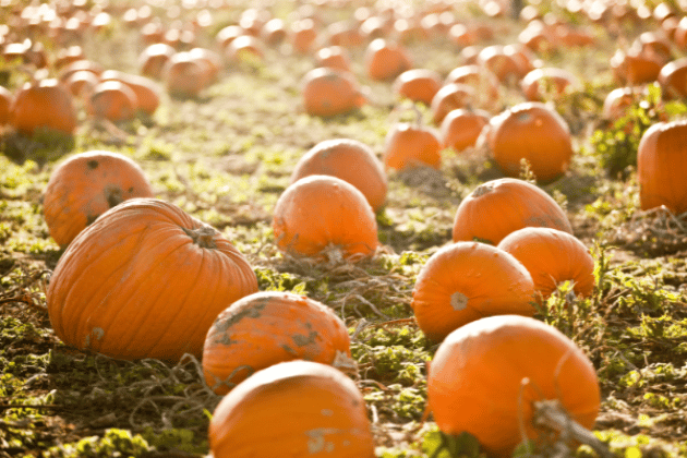 Lathcoats Farm, a fourth-generation family-run business, is one of Essex's most sought-after autumn spots. In addition to a wide variety of pumpkins, the farm offers outdoor games, a Halloween Hunt for the kids, and plenty of charming photo opportunities. They have a reputation for providing a full autumn day out, with much more than just fruit picking available. 🎃 7.72/10