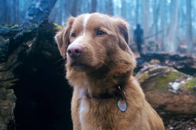 A future cult classic, based from the perspective of the film's lead star - Indy (the dog pictured). When Indy's owner, Todd, moves into his late grandfather's haunted house, Indy begins to sense a dark presence only he can see. The film follows Indy's terrifying attempts to protect his owner, who is succumbing to a mysterious illness, from the entity lurking in the shadows.