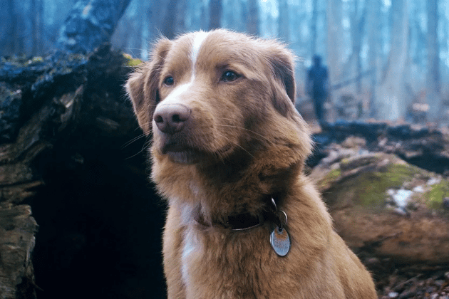 A future cult classic, based from the perspective of the film's lead star - Indy (the dog pictured). When Indy's owner, Todd, moves into his late grandfather's haunted house, Indy begins to sense a dark presence only he can see. The film follows Indy's terrifying attempts to protect his owner, who is succumbing to a mysterious illness, from the entity lurking in the shadows.