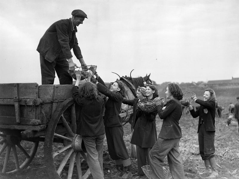 Girls helping to harvest the potato crop at Mr Meikle's farm, at Longniddry, in February 1957.