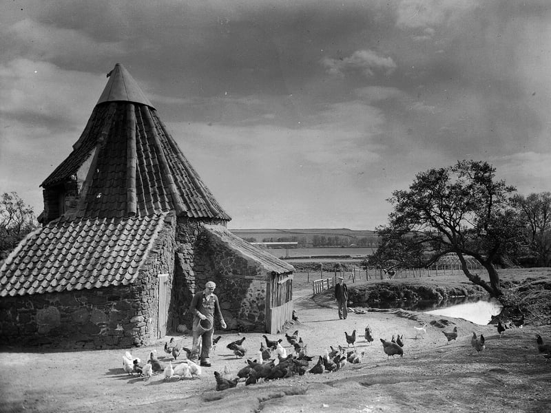 Feeding the hens at Preston Mill, in East Lothian, in 1957.