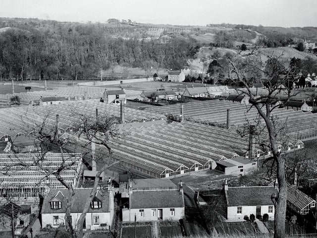 Greenhouses containing tomato plants at Crossford Village, looking towards Braehead, near Glasgow.