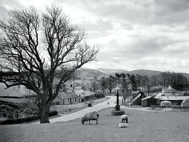 Sheep grazing on the village green in Skirling, in Peebleshire, in June 1957.