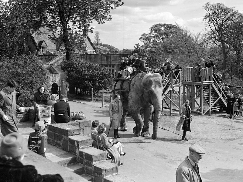 Sally the elephant gives children rides at Edinburgh Zoo during the Spring holiday in 1957.
