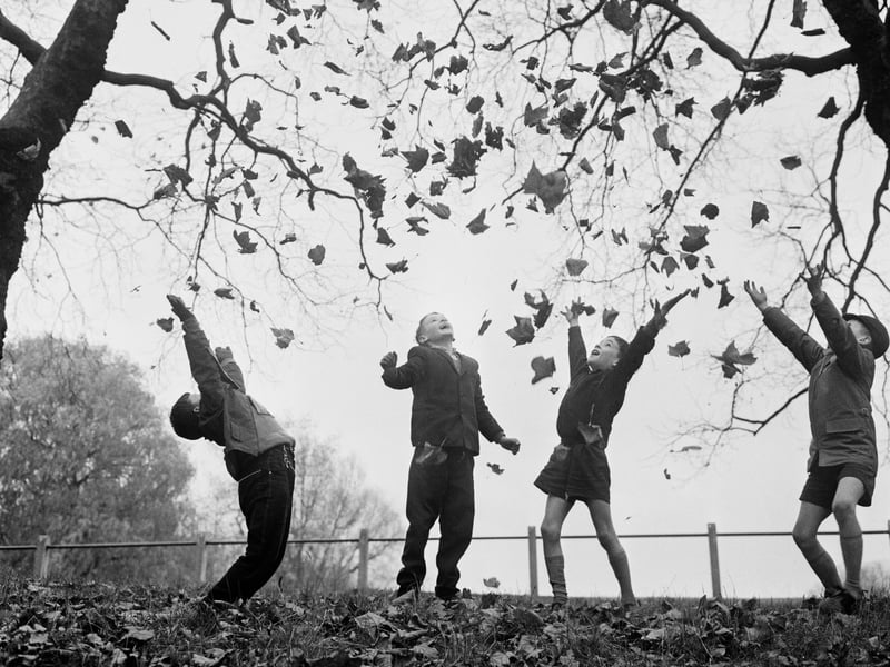 A group of boys play with autumn leaves in November 1961