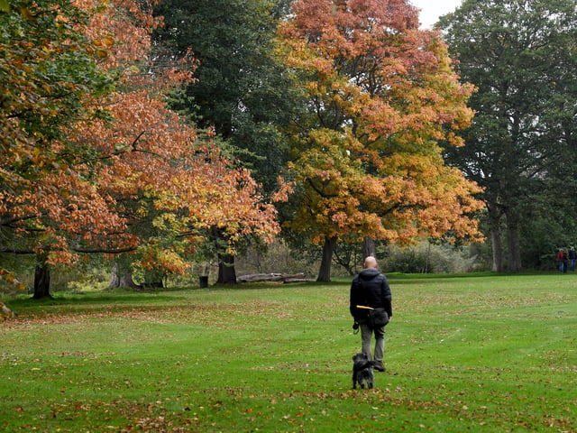 The changing colours of the season are admired by a gentleman walking his dog in the grounds of Kirkstall Abbey. 
 


