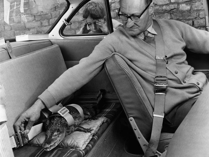 The first seat belt was patented in 1885, but the three-point seat belt we all use today is a much more recent invention. It was the brainchild of Volvo engineer Nils Bohlin, who developed the life-saving device in 1959. In one of the greatest acts of commercial altruism, the manufacturer left the patent open in the interest of public safety, allowing all other car makers to use it for free. Although seat belts have been mandatory in new cars since 1965, it was not until 1983 that drivers and front seat passengers were legally required to use them in the UK. This driver is pictured wearing one of the old two-point seat belts in the early 60s, though his pet alligator is securely fastened in the back seat.