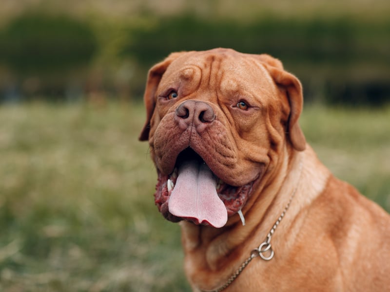 The Dogue de Bordeaux has a fearsome bite strength of 560 psi - although this breed is notoriously so lazy they are unlikely to often use it.