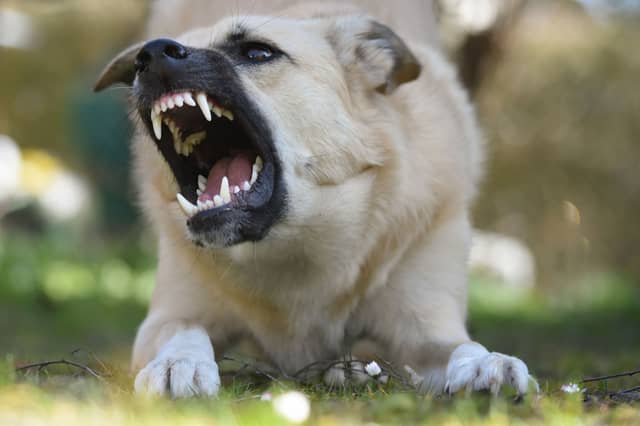 Some dog breeds have bites far worse than their barks.