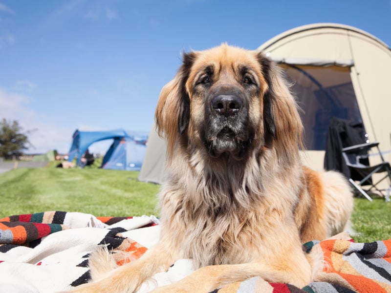 Another gentle giant, the Leonberger is most likely to use its 399 psi bite to chew sticks, toys - and maybe its owner's shoes.